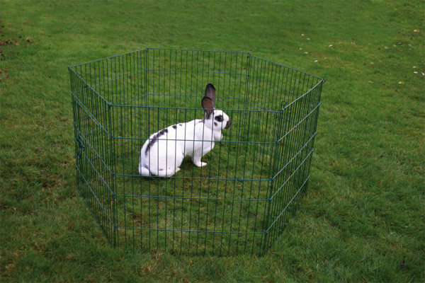 Om het konijn op het gras te laten